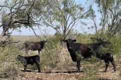 Lluvias recientes en Ciudad Acuña mejoran las condiciones agrícolas antes del invierno