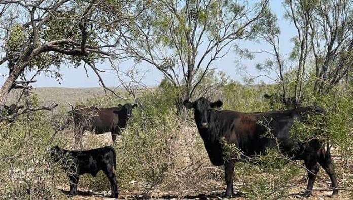 Lluvias recientes en Ciudad Acuña mejoran las condiciones agrícolas antes del invierno