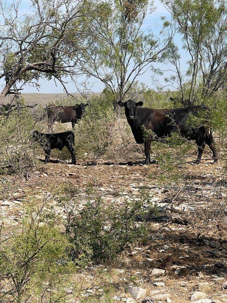 Lluvias recientes en Ciudad Acuña mejoran las condiciones agrícolas antes del invierno