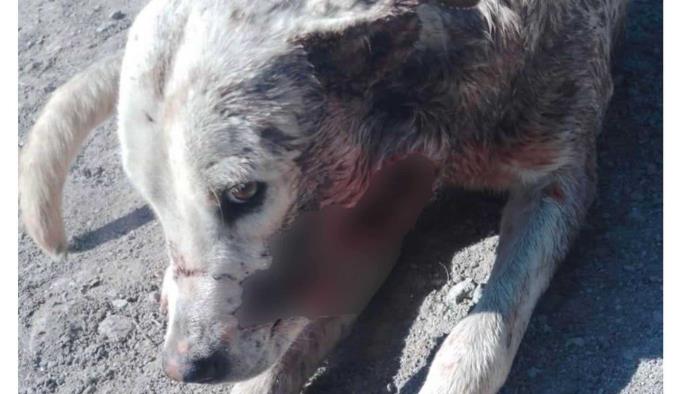 Atacan a mascotas con brutal ferocidad
