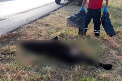 Muere oso negro atropellado en carretera 57 en Arteaga