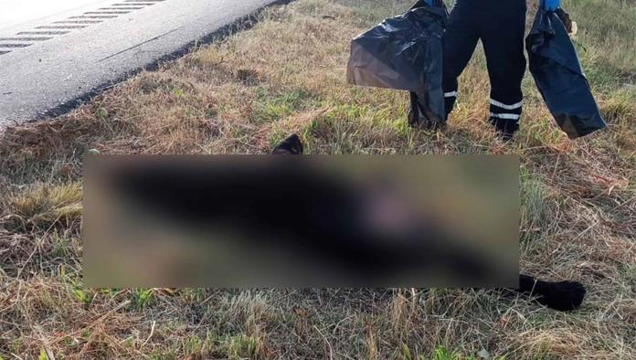 Muere oso negro atropellado en carretera 57 en Arteaga