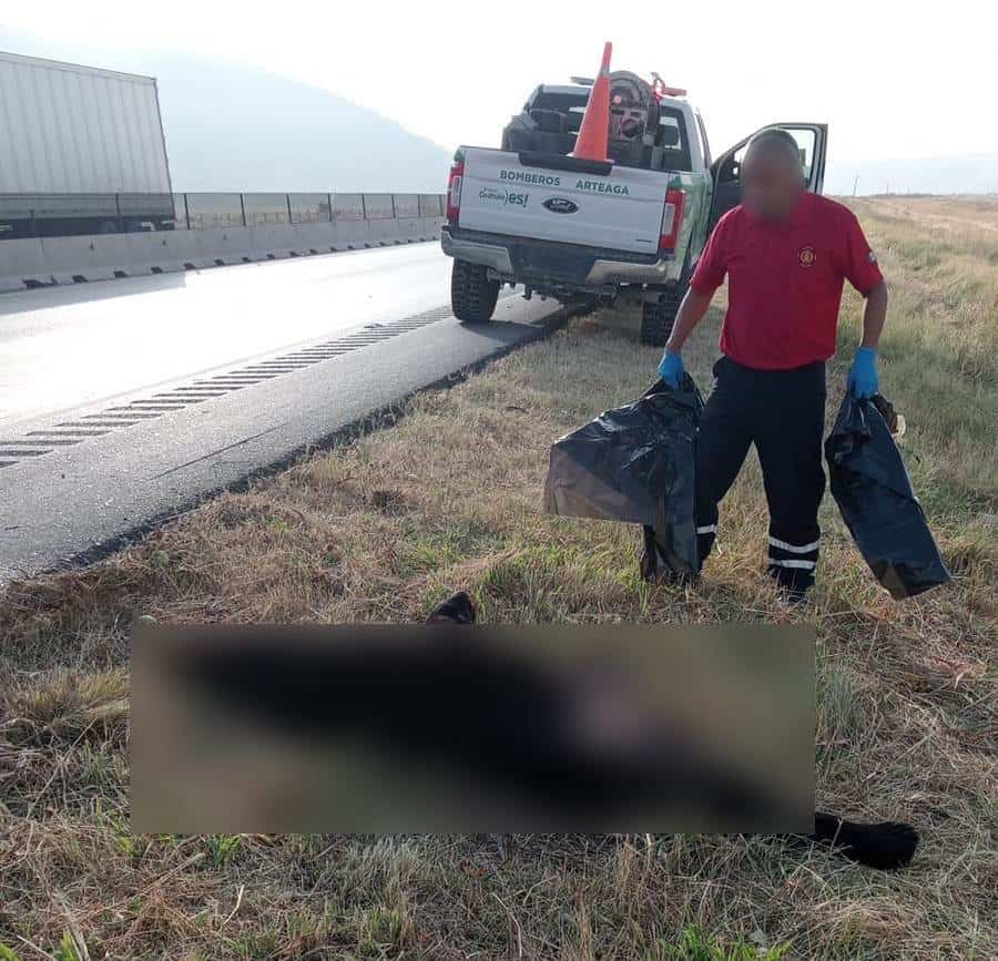 Muere oso negro atropellado en carretera 57 en Arteaga