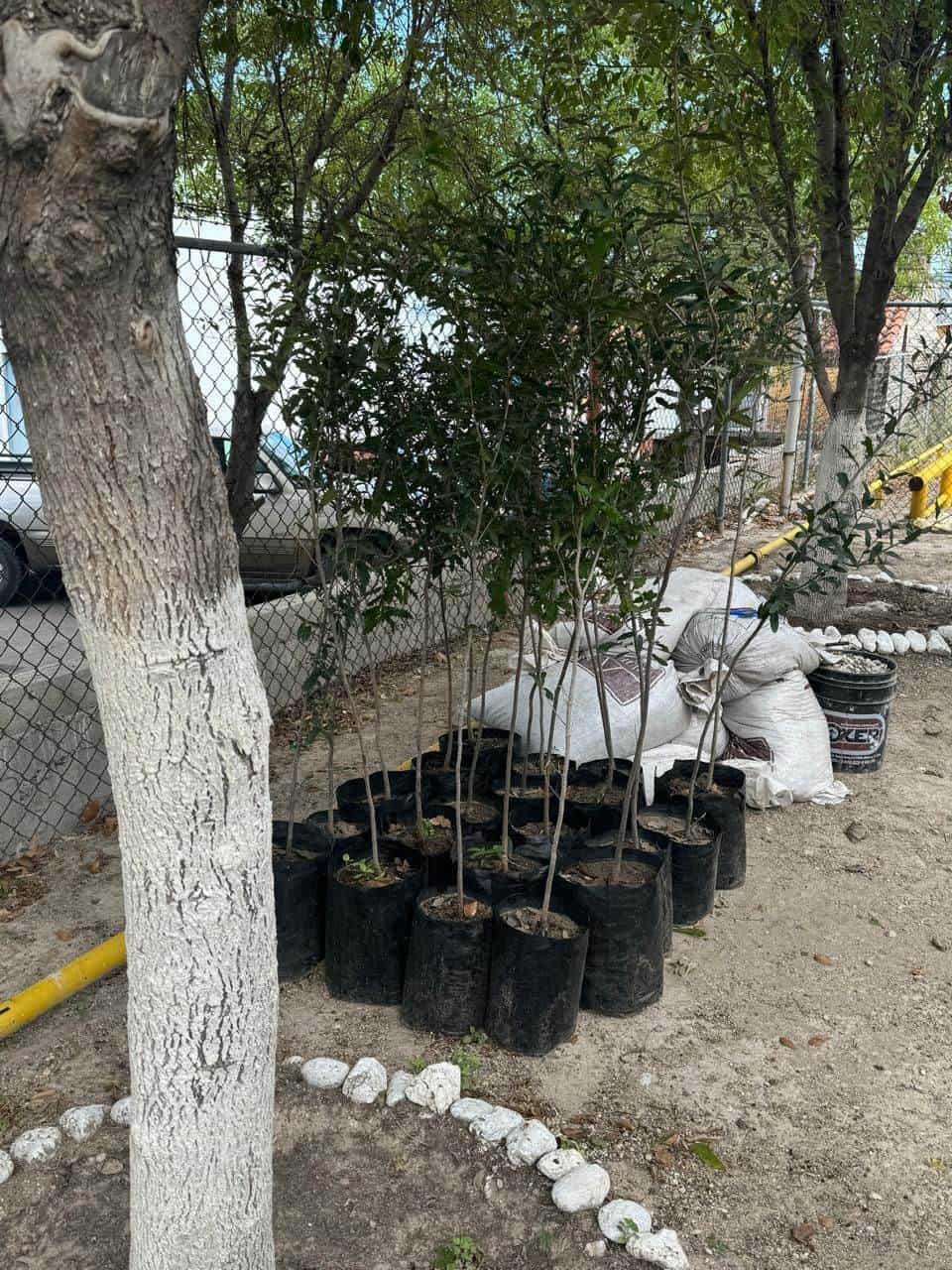 Parkohio Realiza Reforestación en Ciudad Acuña: 20 Nuevos Árboles de Encino Plantados