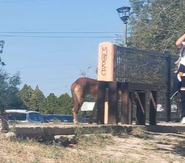 PC Refuerza Seguridad en Secundaria Tras Incidente con Perro