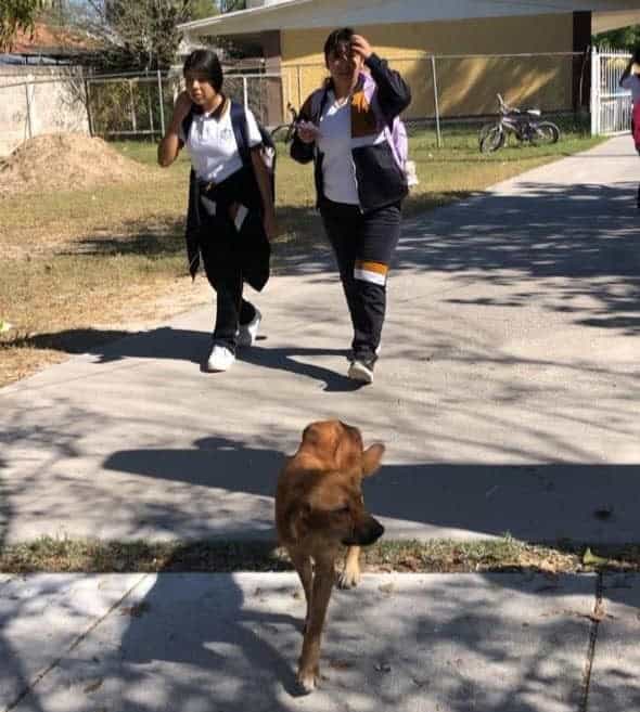 PC Refuerza Seguridad en Secundaria Tras Incidente con Perro