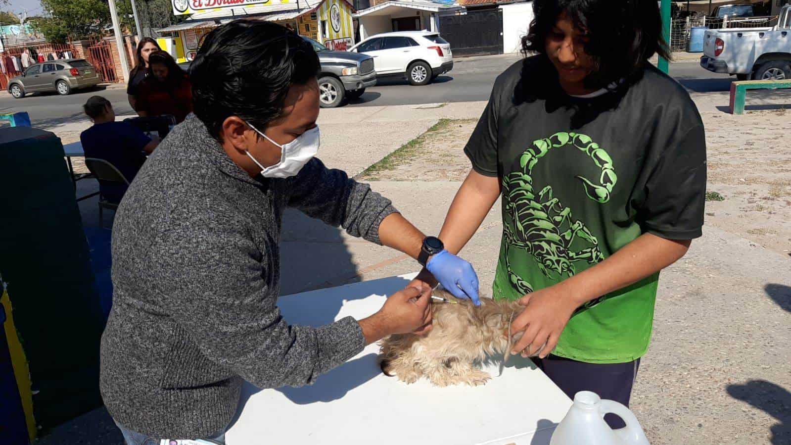 Brigadas de Salud Animal en Ciudad Acuña: Éxito en Vacunación y Desparacitación