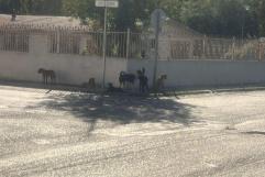 Aumenta el problema de mascotas en las calles de Acuña