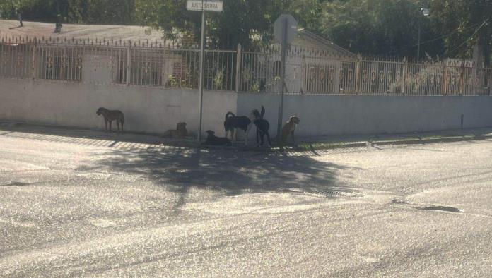 Aumenta el problema de mascotas en las calles de Acuña