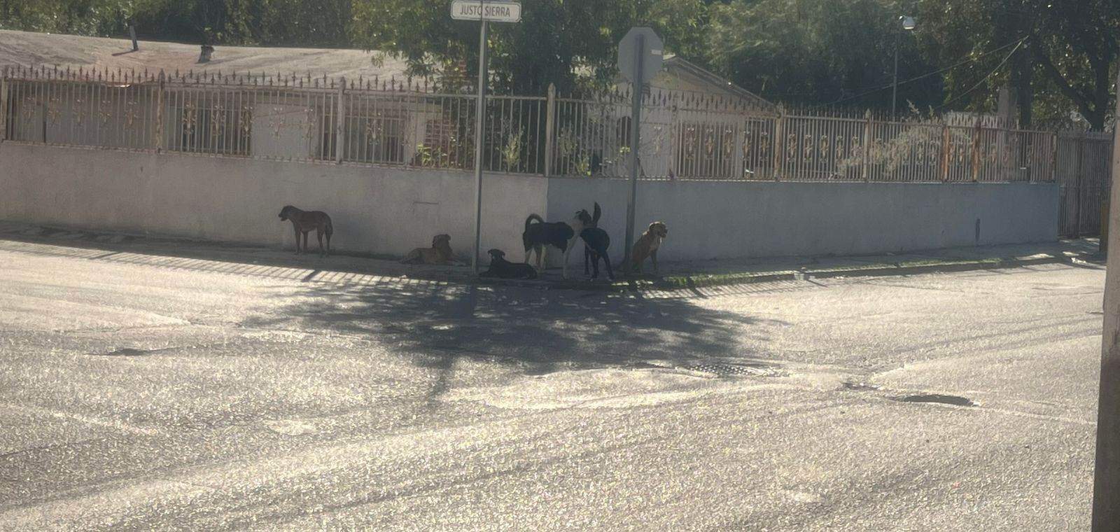 Aumenta el problema de mascotas en las calles de Acuña