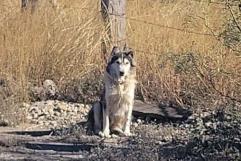 Abandonan "Husky" pero encuentra nuevo hogar