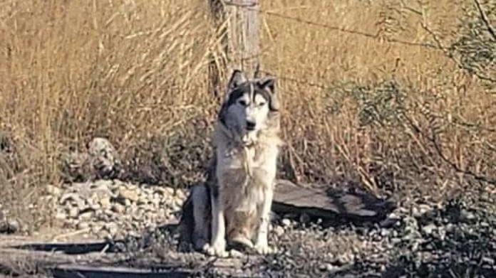 Abandonan "Husky" pero encuentra nuevo hogar Abandonan "Husky" pero encuentra nuevo hogar