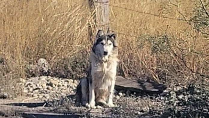 Abandonan "Husky" pero encuentra nuevo hogar