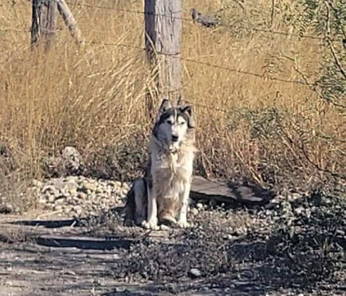 Abandonan “Husky” pero encuentra nuevo hogar