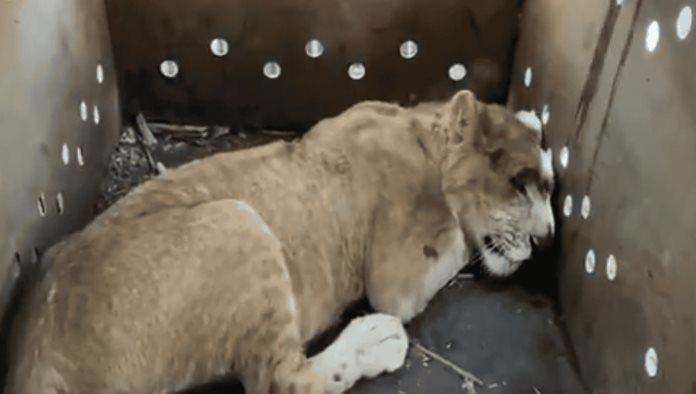 Han recatado a 9 grandes felinos en Sinaloa