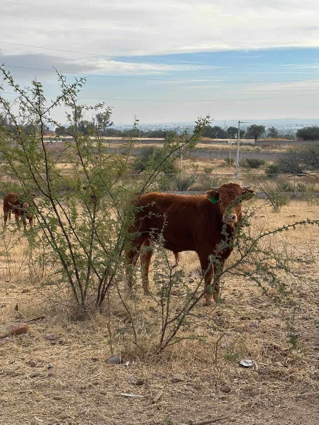 Crisis Sanitaria: Suspenden Exportaciones de Ganado Debido al Gusano Barrenador