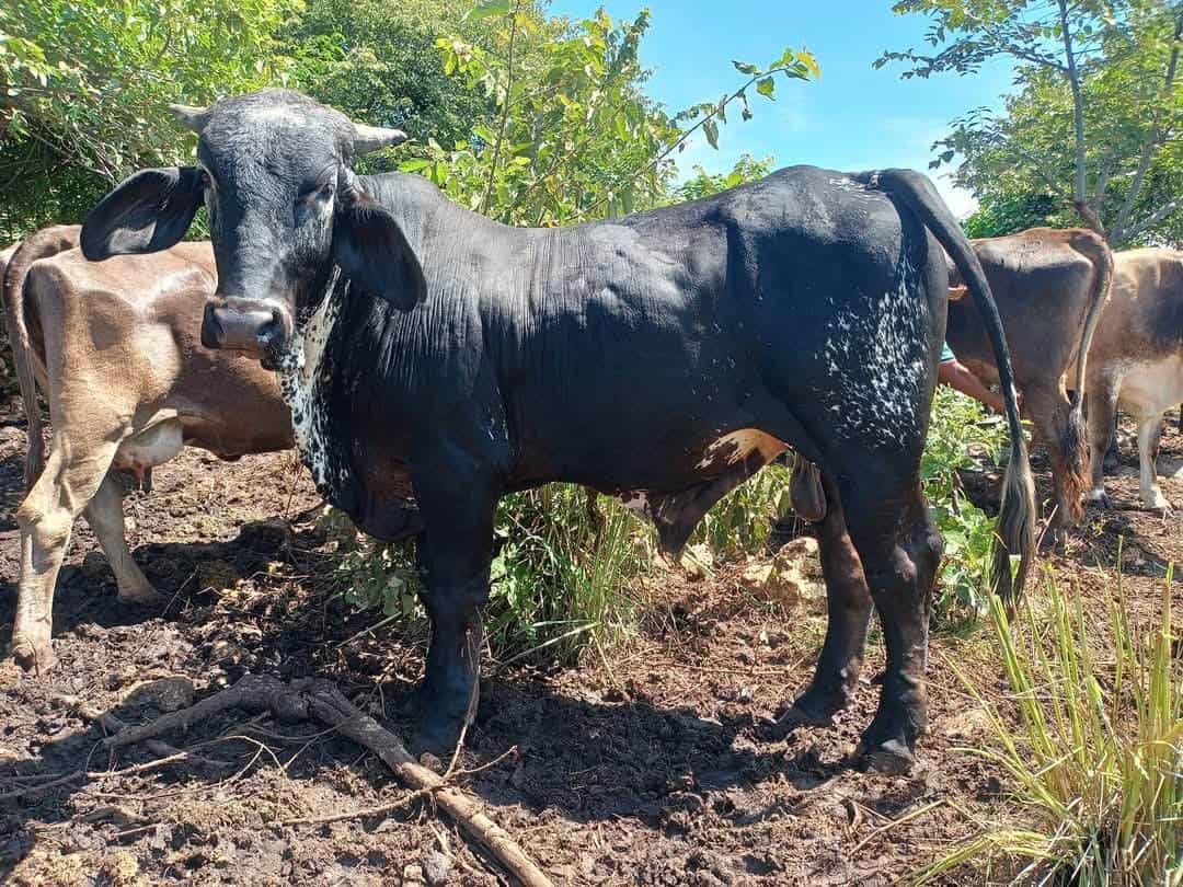 Crisis Sanitaria: Suspenden Exportaciones de Ganado Debido al Gusano Barrenador