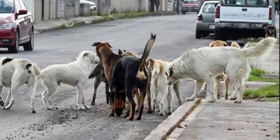 Irresponsables dueños abandonan perros