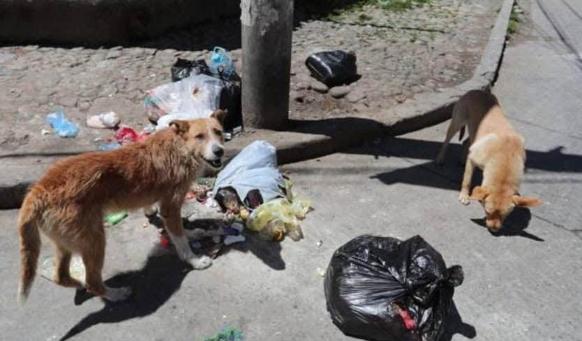 Irresponsables dueños abandonan perros