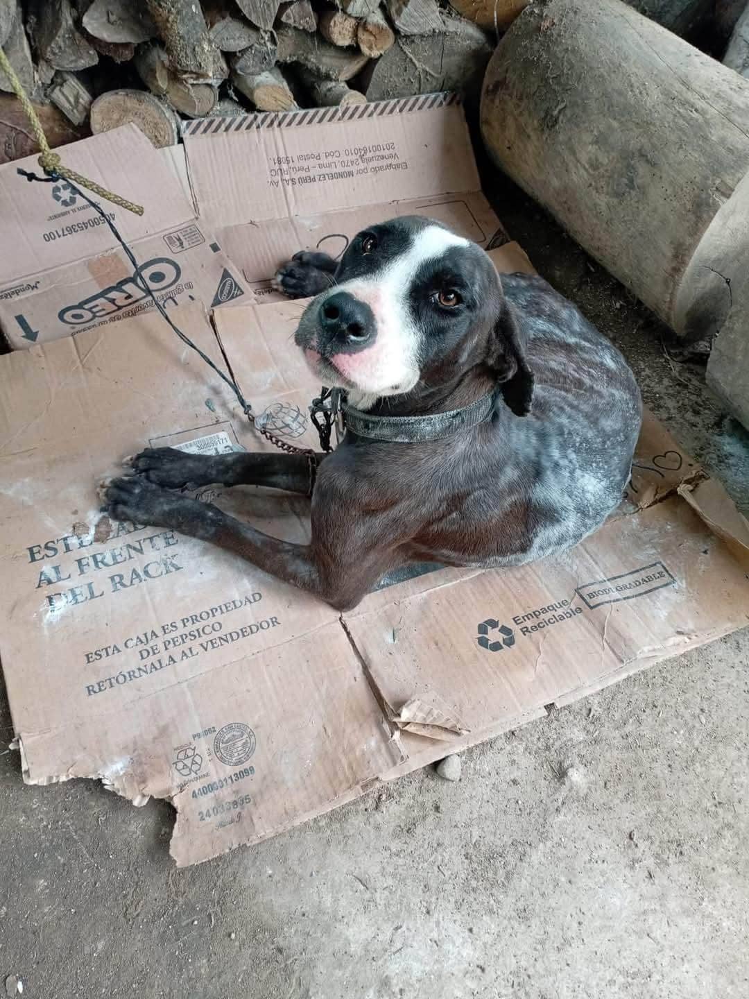 Irresponsables dueños abandonan perros