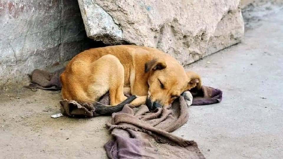 Irresponsables dueños abandonan perros