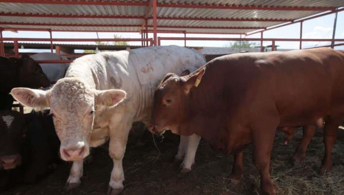 Por cierre de frontera Varado en la aduana ganado de Coahuila