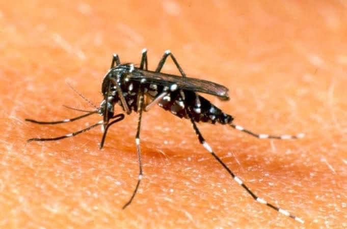 Sigue el dengue latente