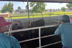 Varados 30 lotes de ganado; Pega fuerte a ganaderos restricción en cruce fronterizo