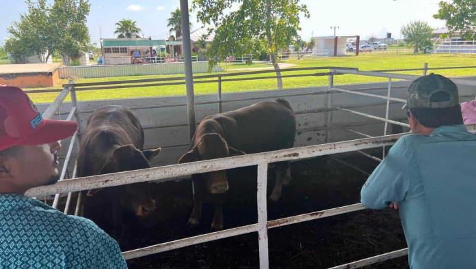 Varados 30 lotes de ganado; Pega fuerte a ganaderos restricción en cruce fronterizo