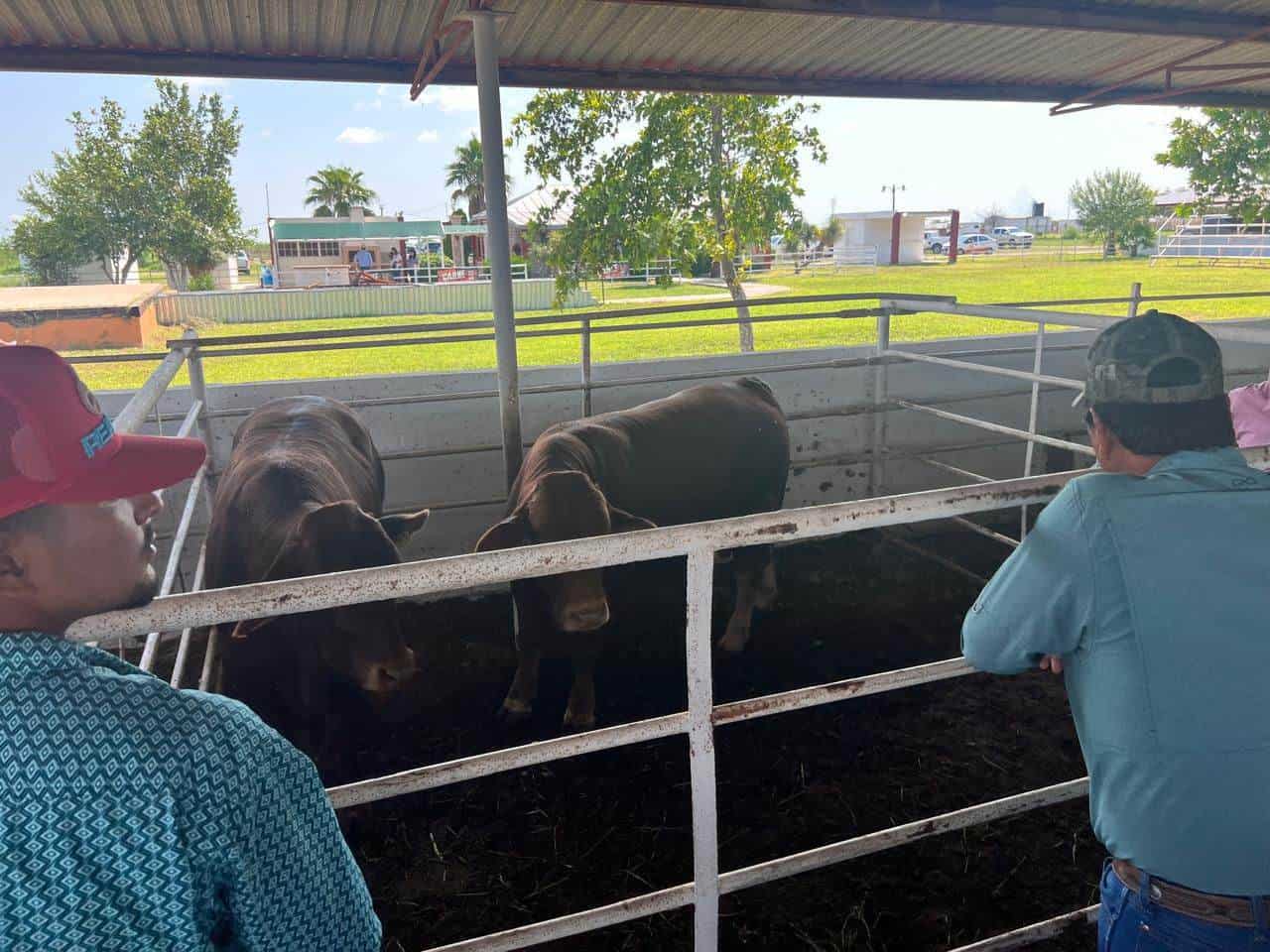 Varados 30 lotes de ganado; Pega fuerte a ganaderos restricción en cruce fronterizo