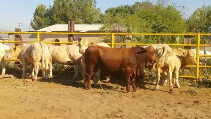 Estancadas en la frontera 30 mil cabezas de ganado