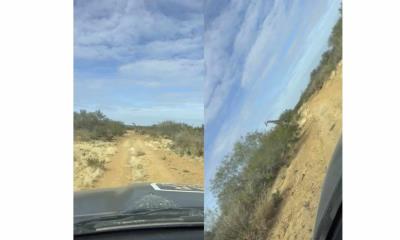 Sorprendente avistamiento de jirafas durante patrullaje en Coahuila