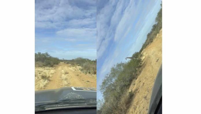 Sorprendente avistamiento de jirafas durante patrullaje en Coahuila