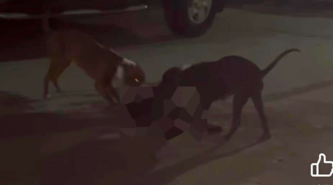 Trágico ataque canino en la colonia El Pueblo