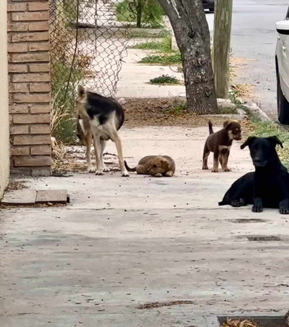 Llaman a adoptar mascotas, en vez de comprar