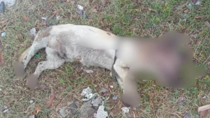 Taquero quema a perrito con aceite caliente, no sobrevive Taquero quema a perrito con aceite caliente, no sobrevive