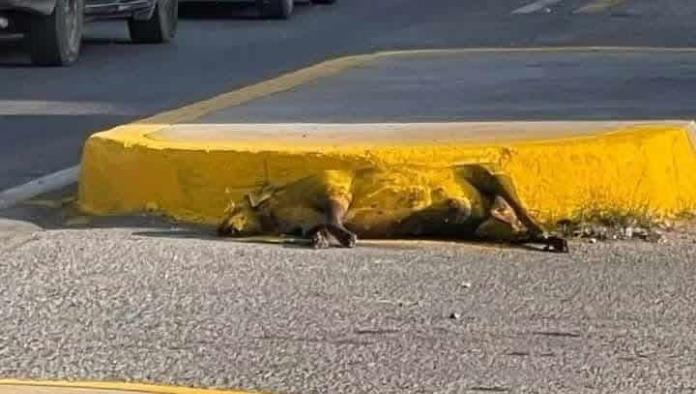 Evaluarán Sanción por Caso de Perro Pintado en Ciudad Acuña