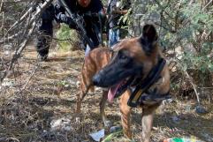 Intensifican la búsqueda de El Cuate con un binomio canino