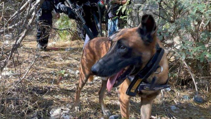 Intensifican la búsqueda de El Cuate con un binomio canino