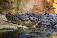 ¿Te apuntas? Parque australiano ofrece nadar con cocodrilos