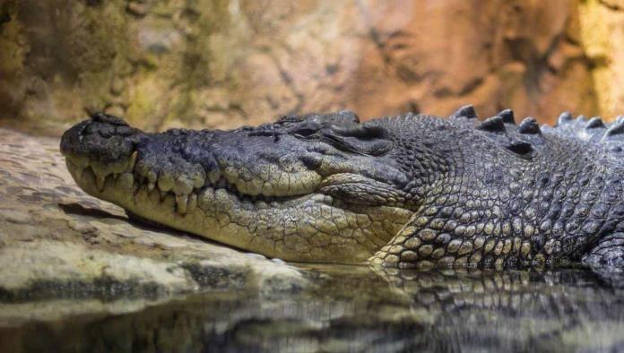 ¿Te apuntas? Parque australiano ofrece nadar con cocodrilos