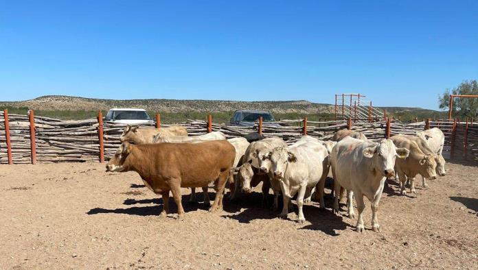 El Gusano Barrenador y la Crisis en el Sector Ganadero de Ciudad Acuña