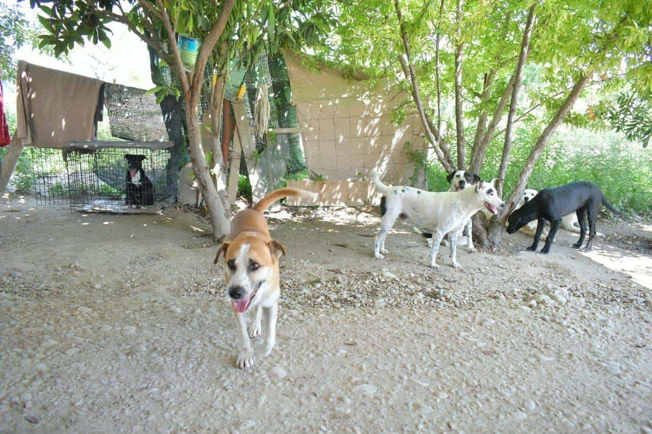 Alertan por aumento de moquillo en la región de Cinco Manantiales