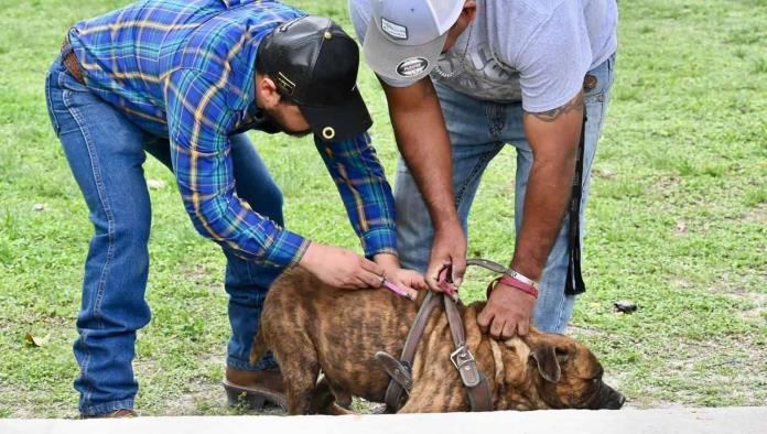 Alertan por aumento de moquillo en la región de Cinco Manantiales