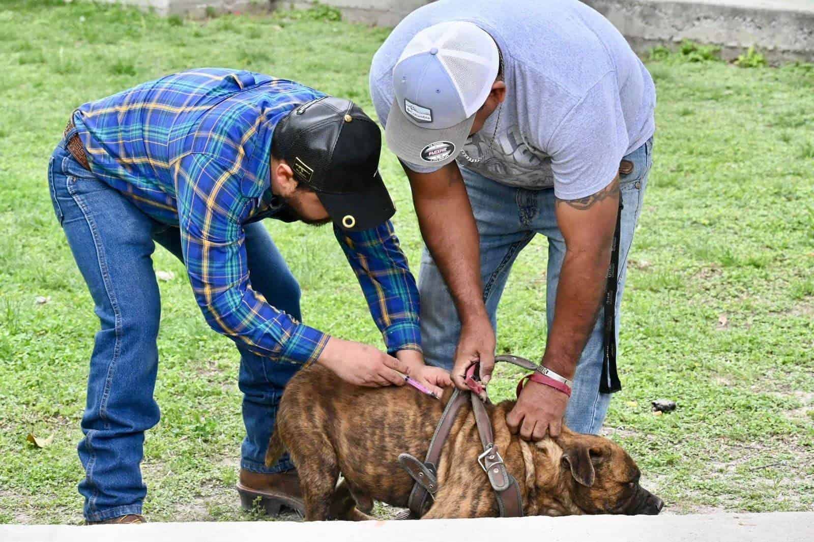 Alertan por aumento de moquillo en la región de Cinco Manantiales