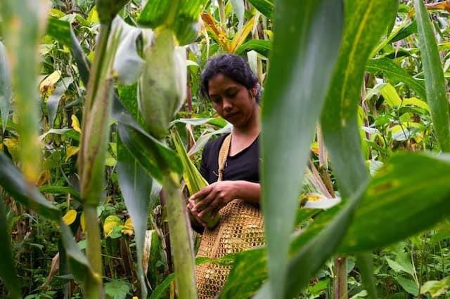 México perdió una importante pelea contra el maíz transgénico