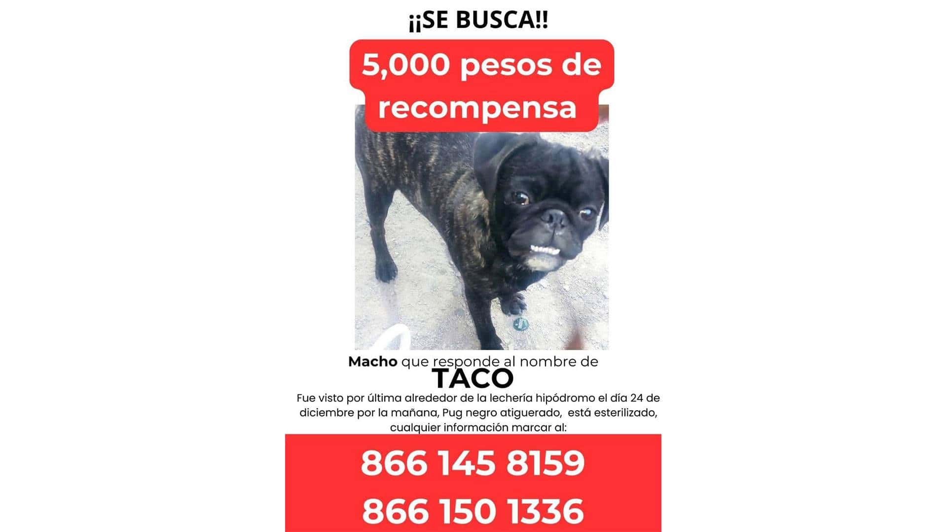 Durante las fiestas de navidad, muchos perritos desaparecieron, afortunadamente algunos localizados.