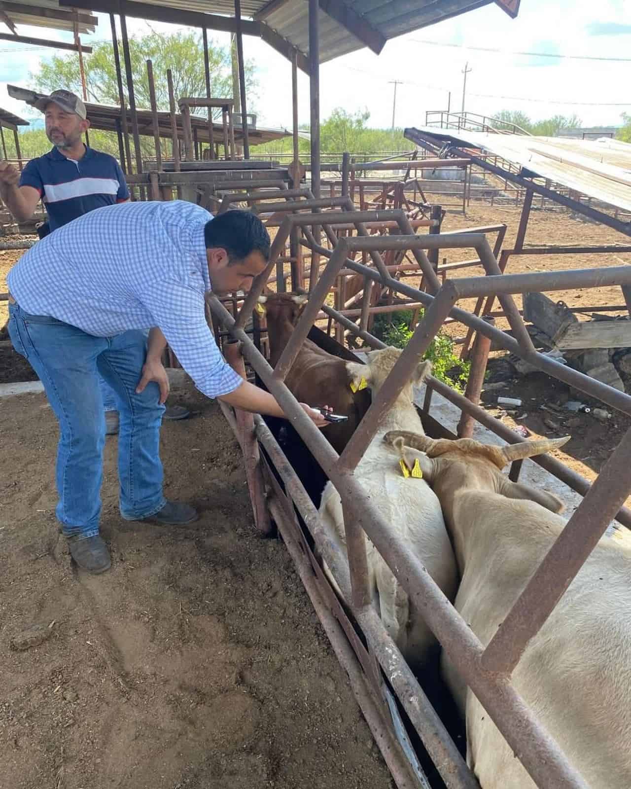 Reactivación de Exportación de Ganado desde Piedras Negras a EE. UU. en 2025