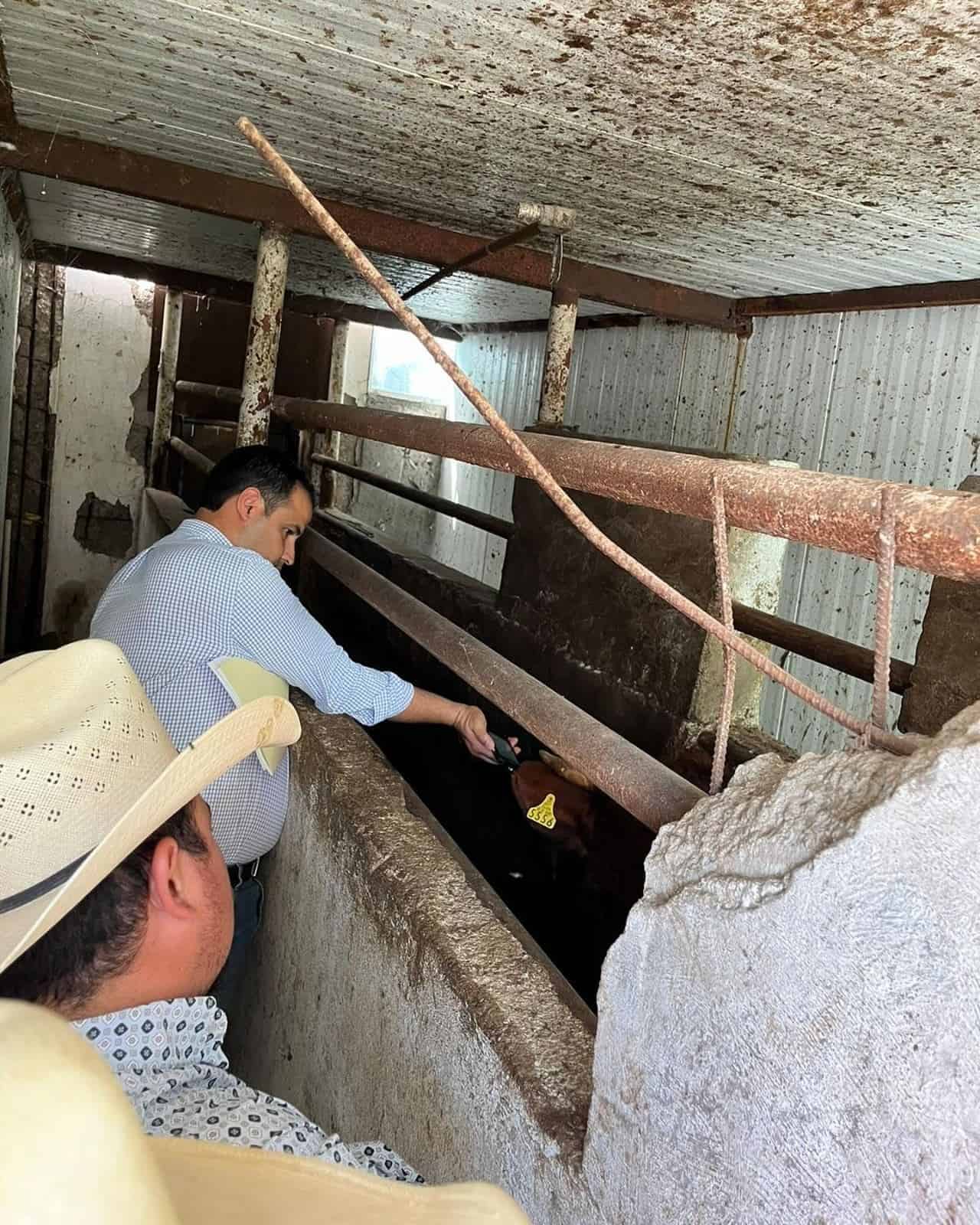 Reactivación de Exportación de Ganado desde Piedras Negras a EE. UU. en 2025