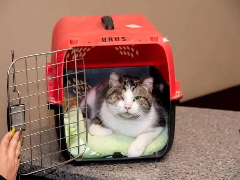 Chihuahua dicta primera sentencia histórica por maltrato animal en el caso de Gatito